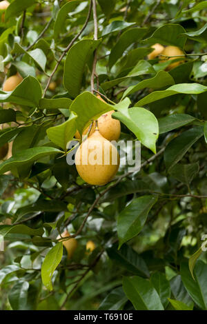 Raw Muskatnuss Muskatnuss hängen am Baum, Nord Sulawesi Stockfoto