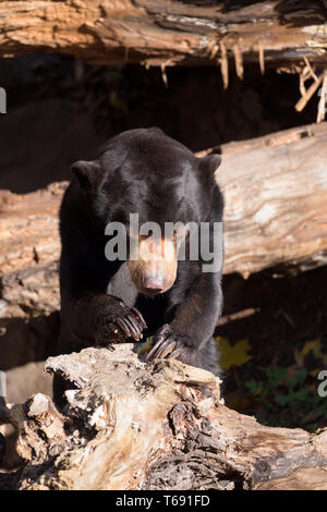 Sun Bear auch als Malaysische Bär bekannt Stockfoto