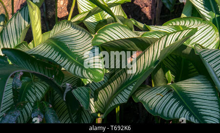 Die schöne gestreifte Blätter der exotischen Pin-Stripe calathea Anlage. In den Anden der südlichen Kolumbien erfasst. Stockfoto