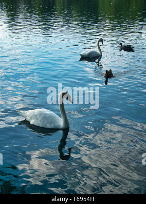 Vögel schwimmen rund um den Lake Eola Park in Orlando, Florida Stockfoto