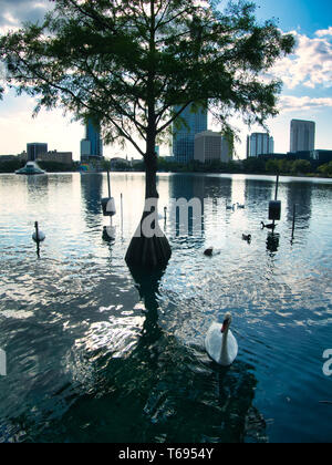 Vögel schwimmen rund um den Lake Eola Park in Orlando, Florida Stockfoto