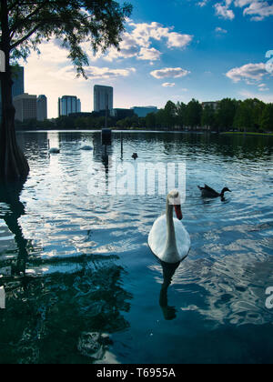Vögel schwimmen rund um den Lake Eola Park in Orlando, Florida Stockfoto