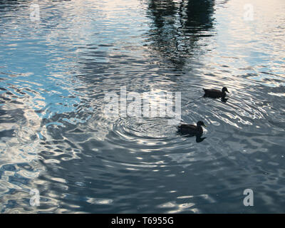 Vögel schwimmen rund um den Lake Eola Park in Orlando, Florida Stockfoto