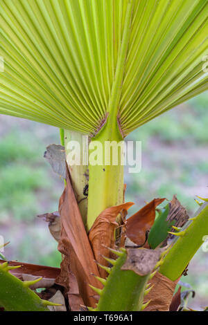 Frische neue palm leaf wachsen auf palm Pflanze im Garten Stockfoto