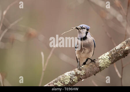 Ein blauer jay (Cyanocitta cristata) sitzt an einem Frühlingstag auf einem Ast mit einer Tücke im Schnabel. Stockfoto