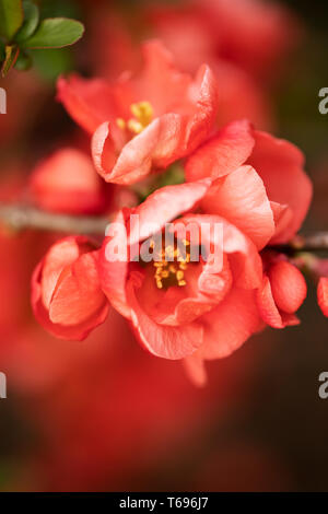 Blüten auf einer Maule-Quitte (Chaenomeles japonica), auch die japanische Quitte genannt, ein sommergrüner Strauch. Stockfoto