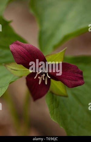 Trillium erectum, der rote trillium, auch bekannt als Wake Robin, lila trillium, Bethroot oder stinkenden Benjamin, wächst in den Wäldern in Massachusetts. Stockfoto