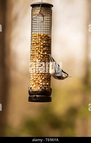 Ein Weißbrustnuthatch (Sitta carolinensis), ein kleiner singvogel aus der Familie Sittidae, auf einem Futterhäuschen im Frühjahr. Stockfoto