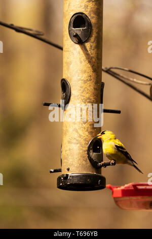 Ein männlicher amerikanischer Goldfink (Spinus tristis), der im Frühjahr von einem Vogelfutterhäuschen in Indianapolis, Indiana, USA, isst. Stockfoto