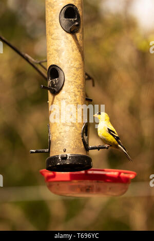Ein männlicher amerikanischer Goldfink (Spinus tristis), der im Frühjahr von einem Vogelfutterhäuschen in Indianapolis, Indiana, USA, isst. Stockfoto