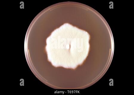 Nahaufnahme eines Sebouraud Dextrose Agar platte Kultur wachsenden eine Kolonie von Microsporum persicolor Pilz, 1973. Bild mit freundlicher Genehmigung Zentren für Krankheitskontrolle und Prävention (CDC)/Dr Arvind A. Padhye. () Stockfoto