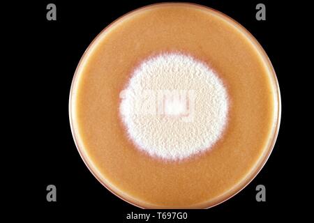 Nahaufnahme einer Müsli Agarplatte Kultur wachsenden eine Kolonie von Microsporum persicolor Pilz, 1973. Bild mit freundlicher Genehmigung Zentren für Krankheitskontrolle und Prävention (CDC)/Dr Arvind A. Padhye. () Stockfoto