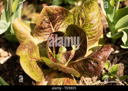 Radicchio (Cichorium intybus) in Variety Fiero, manchmal auch als italienische Zichorie bekannt, wächst in einem Quellgarten. Stockfoto