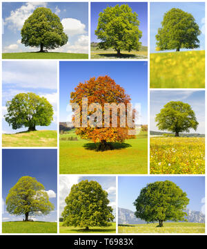 Linde, Gattung Tilia Stockfoto