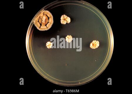 Nahaufnahme der Agarplatte Kultur mit Kolonien der Pilz Trichophyton concentricum, 1970. Bild mit freundlicher Genehmigung Zentren für Krankheitskontrolle und Prävention (CDC). () Stockfoto