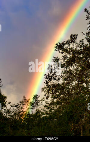 Ein Stück des Regenbogens zeigt sich hinter dem Wald an einem bewölkten Himmel in den Andenbergen im Zentrum Kolumbiens. Stockfoto