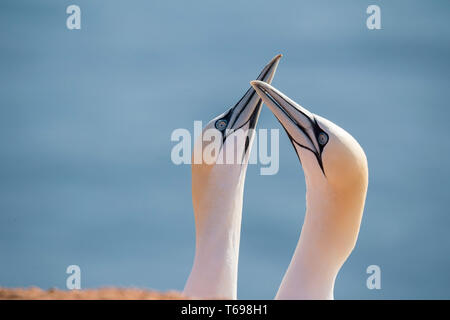 Northern gannet, Vögel in der Liebe Stockfoto