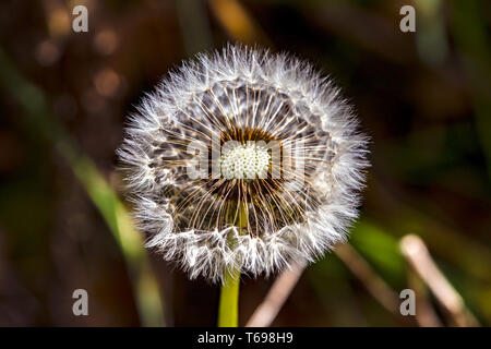 Makrofotografie eines halben geblasen Löwenzahn Samen puff von der Morgensonne beleuchtet. In den Anden von zentralen Kolumbien erfasst. Stockfoto