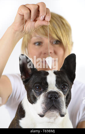 Hund und Berufsbildung auf die klinische Untersuchung mit pendulim Stockfoto