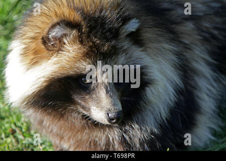 Marderhund Nyctereutes procyonoides, Stockfoto