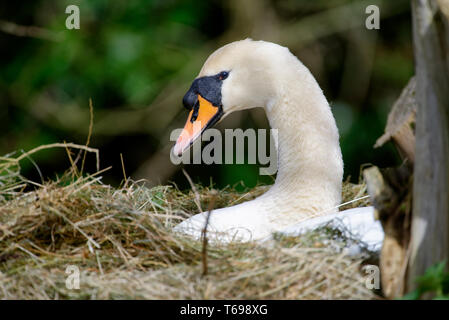 Höckerschwan - Cygnus olor Schwan auf Nest Stockfoto