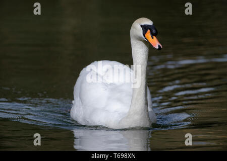 Höckerschwan Cygnus olor Cob-Schwimmen gegen dunkle Wasser Stockfoto