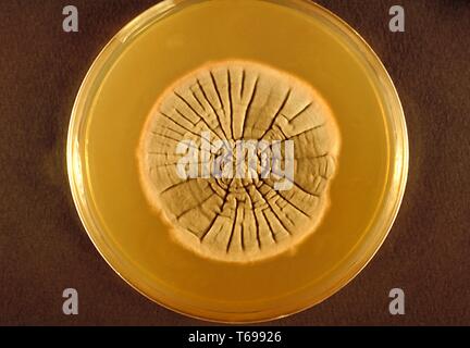 Nahaufnahme der Agarplatte Kultur mit dem Pilz Neotestudina Rosati, 1970. Bild mit freundlicher Genehmigung Zentren für Krankheitskontrolle und Prävention (CDC). () Stockfoto