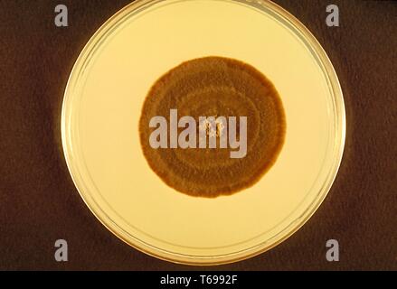 Nahaufnahme der Agarplatte Kultur mit einer Kolonie der Anamorphen Pilz Exophiala salmonis, 1970. Bild mit freundlicher Genehmigung Zentren für Krankheitskontrolle und Prävention (CDC). () Stockfoto
