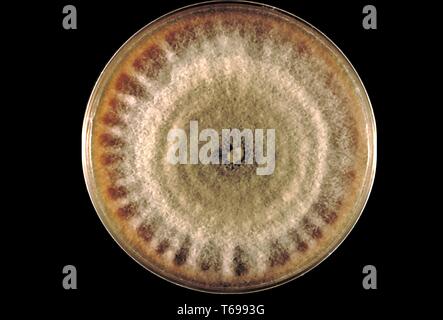 Nahaufnahme der Agarplatte Kultur mit einer Kolonie des Pilzes Corynespora cassiicola, 1970. Bild mit freundlicher Genehmigung Zentren für Krankheitskontrolle und Prävention (CDC). () Stockfoto