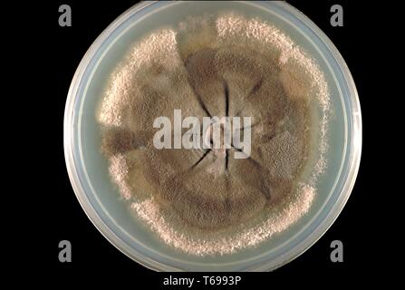 Nahaufnahme der Agarplatte Kultur mit einer Kolonie des Pilzes Neotestudina roasti, 1970. Bild mit freundlicher Genehmigung Zentren für Krankheitskontrolle und Prävention (CDC). () Stockfoto