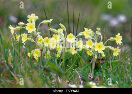 Falsche Oxlip - Primula x polyantha Eine natürliche Hybride von Primrose - Primula vulgaris und Schlüsselblume - Primula Veris Stockfoto