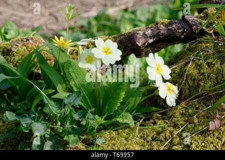 Primrose - Primula vulgaris mit Scharbockskraut - Ranunculus ficaria auf Moos bedeckt stumpf Stockfoto