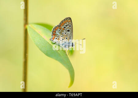 Aricia anteros, die blaue argus Schmetterling in einem Wald Ruhe Stockfoto