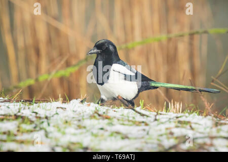 Nahaufnahme von einem eurasischen Magpie oder gemeinsame Vogel magpie (Pica Pica) zu Fuß auf einer Wiese in einem Winter mit Schnee. Stockfoto