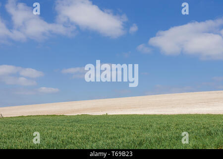 Kreidige Felder und Fruchtarten auf der South Downs in der Nähe von St. Roche's Hill, die trundle, Chichester, Sussex, UK, April. South Downs National Park. Stockfoto