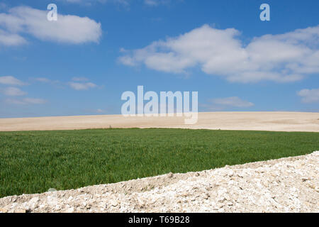 Kreidige Felder und Fruchtarten auf der South Downs in der Nähe von St. Roche's Hill, die trundle, Chichester, Sussex, UK, April. South Downs National Park. Stockfoto