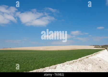 Kreidige Felder und Fruchtarten auf der South Downs in der Nähe von St. Roche's Hill, die trundle, Chichester, Sussex, UK, April. South Downs National Park. Stockfoto