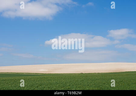 Kreidige Felder und Fruchtarten auf der South Downs in der Nähe von St. Roche's Hill, die trundle, Chichester, Sussex, UK, April. South Downs National Park. Stockfoto