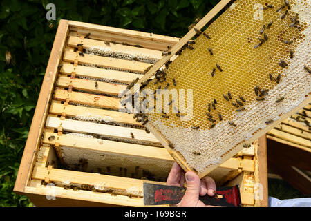 Mit Blick auf die imker Schulter an der Wabe Rahmen mit Bienen Stockfoto