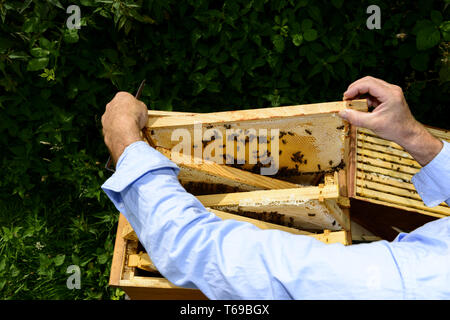 Mit Blick auf die imker Schulter an der Wabe Rahmen mit Bienen Stockfoto