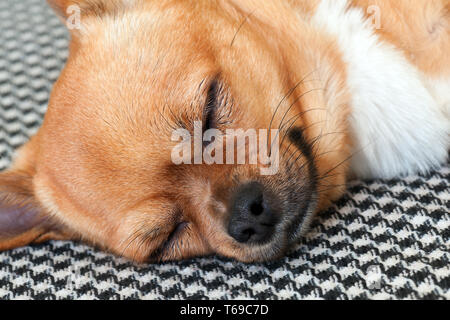 Schlafenden roten Chihuahua Hund auf Shemagh Muster Hintergrund. Stockfoto