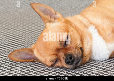 Schlafenden roten Chihuahua Hund auf Shemagh Muster Hintergrund. Stockfoto