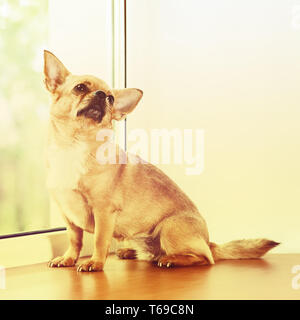 Red Chihuahua Hund auf der Fensterbank. Stockfoto