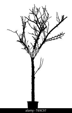 Schwarze Silhouette der trockenen Baum isoliert auf weißem Hintergrund. Stockfoto