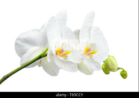 Fünf Tage alten Orchidee mit Wassertropfen isoliert auf Weiss. Stockfoto