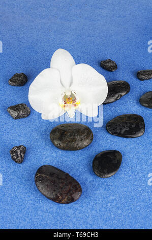 Black spa Steine und weiße Orchidee Blumen über blauen Hintergrund. Stockfoto