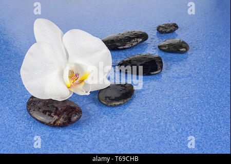 Black spa Steine und weiße Orchidee Blumen über blauen Hintergrund. Stockfoto