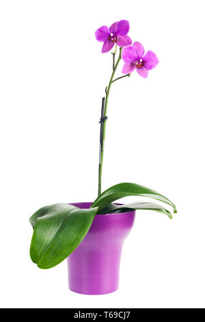 Blühender Zweig von Pink Orchid Purple Flower Pot isoliert. Stockfoto