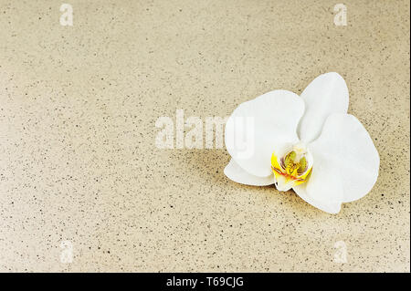 Blüte der Orchidee mit Spritzern von Wasser auf beigem Hintergrund. Stockfoto