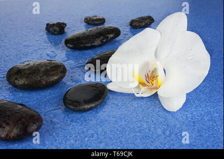 Black spa Steine und weiße Orchidee Blumen über blauen Hintergrund. Stockfoto